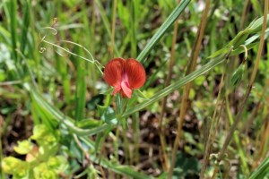 lathyrus annuus (4) (1200 x 800)64